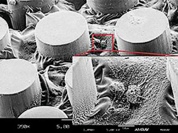 Imagen: Fotografía con un microscopio electrónico de barrido (SEM) de fibroblastos en gel cultivados en un chip de microfluidos (Fotografía cortesía de la Universidad de Michigan).