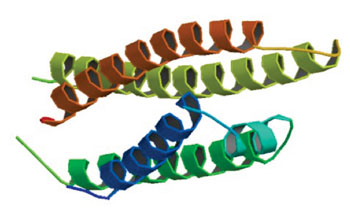 Image: Una estructura tridimensional (3-D) de la apolipoproteína E (APOE) (Fotografía cortesía del Banco de Datos de Proteínas).