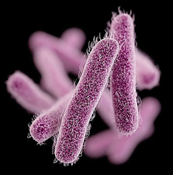Imagen: Microfotografía electrónica de barrido (SEM) de Shigella sonnei, una bacteria resistente a la ciprofloxacina (Fotografía cortesía del CDC).