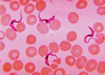 Imagen: Tripanosomas humanos africanos en un extendido de sangre (Fotografía cortesía del Dr. Myron G. Schultz).