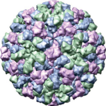 Imagen: La estructura cristalográfica de rayos X de la cápside del norovirus (Fotografía cortesía de Wikimedia Commons).