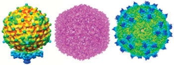 Imagen: Algunos de los cientos de virus que conforman el viroma humano (Fotografía cortesía del Laboratorio Europeo de Biología Molecular).