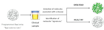 Imagen B: Ilustración del principios para el uso de bacterias modificadas, programadas como “bactodetectores” de marcadores moleculares para el diagnóstico médico (Fotografía cortesía de J. Bonnet y el INSERM).