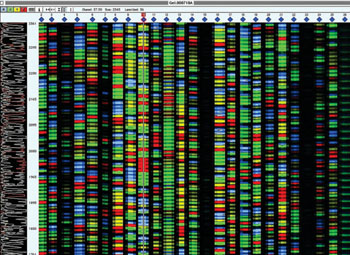 Imagen: El resultado final de un proceso de secuenciación del ADN, con cada color representando uno de los cuatro productos químicos básicos, adenina, guanina, citosina y timina, que conforman el ADN (Fotografía cortesía de Gerald Barber).