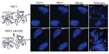 Imagen: La sustitución del aminoácido arginina por una cisteína en la posición 117 del POT1p.R117C produce cambios en la conformación de la proteína que son incompatibles con una conexión eficiente a los telómeros, lo cual induce un alargamiento aberrante de los telómeros y hace que los telómeros de las células mutadas sean frágiles (Fotografía cortesía del CNIO).