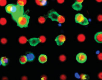 Imagen: Una micrografía de las células diana (verde) adhiriéndose al microarray (rojo) (Fotografía cortesía del Dr. Michael Hirtz / KIT).