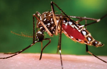 Imagen A: El mosquito Aedes aegypti hembra que transmite el virus Zika (Fotografía cortesía de James Gathany/CDC).