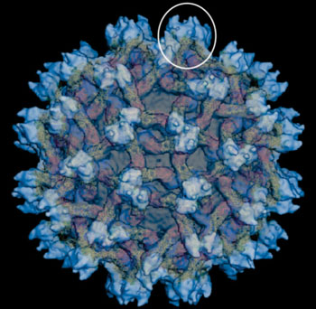 Imagen B: La partícula viral inmadura del dengue. Notables son los 60 “picos” de proteínas que sobresalen de la superficie, por lo que la partícula inmadura es mucho más puntuda que la forma madura (Fotografía cortesía de la Universidad de Purdue).