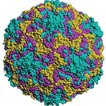 Imagen: Superficie molecular de la cápside del rinovirus humano, uno de los virus que causan infecciones respiratorias agudas (Fotografía cortesía de A. J. Cann).