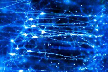 Imagen: Las neuronas en el cerebro. Los investigadores han identificado una variante de ADN que parece regular los niveles de glutamato - una sustancia química, conocida como neurotransmisor, que transporta los mensajes entre las neuronas en el cerebro (Fotografía cortesía del Dr. Jonathan Clarke, Wellcome Images).