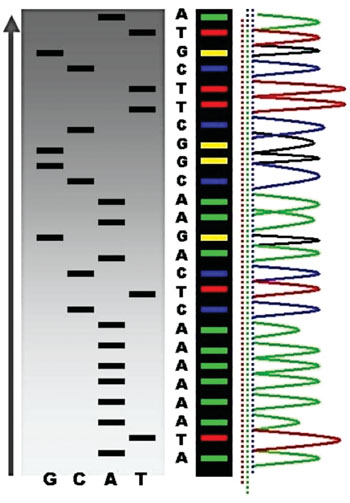 Imagen: Una escala de secuencias a través de secuenciación radiactiva en comparación con los picos fluorescentes (Fotografía cortesía del Dr. Abizar Lakdawalla).