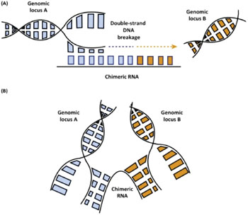 Imagen: Un diagrama de los mecanismos de reordenación del ADN mediado por el ARN. (A) Los ARNs quiméricos actúan como plantillas de reparación de roturas de ADN de doble cadena. (B) Los ARNs quiméricos actúan como andamios para acercar dos loci genómicos, lo que podría promover la ruptura y fusión entre los dos loci de genes (Fotografía cortesía de la Universidad de Virginia).
