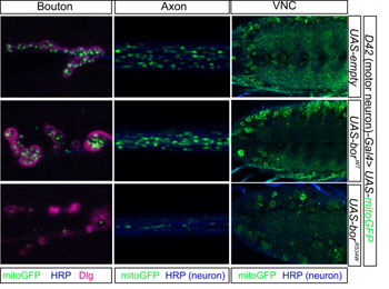 Imagen: Las neuronas motoras de Drosophila que demuestran que la expresión de la variante p.Arg534Trp, el equivalente de la mosca del gen humano, ATAD3A, causa una disminución en el número de mitocondrias (verde). Fila superior, control; Fila media, neuronas motoras con el equivalente humano, en la mosca(salvaje), del gen ATAD3; Fila inferior, neuronas motoras con la variante R534W del equivalente de la mosca del gen humano. ATAD3A. VNC, cordón nervioso ventral; las neuronas están marcadas en azul y los boutons, un área de sinapsis con otra neurona, en rojo (Fotografía cortesía de J. Lupski, H. Bellen, T. Harel y W.H. Yoon/The American Journal of Human Genetics).