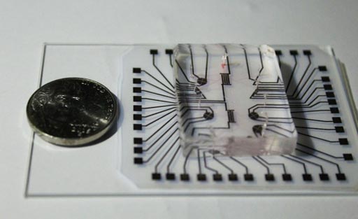 Imagen: El lab en un chip comprende una cámara microfluídica de silicona transparente para alojar las células y una tira electrónica reutilizable, una lámina flexible de poliéster con una tinta conductora de nanopartículas comercialmente disponible (Fotografía cortesía de Zahra Koochak, Universidad de Stanford).