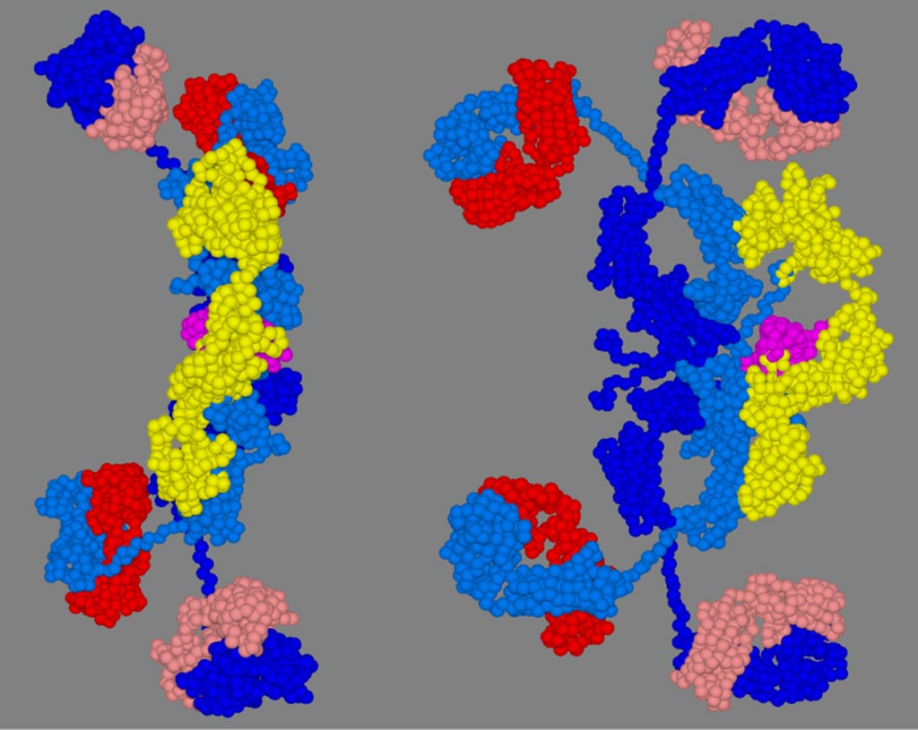 Imagen: Dos vistas, una girada 90 grados con respecto a la otra, de las cadenas de aminoácidos que comprenden la IgA1 secretora. Los colores son: cadenas H (azul y azul claro), cadenas L (colores rojo y rojo claro), cadena J (color magenta) y el componente secretor (color amarillo) (Fotografía cedida por Wikimedia Commons).