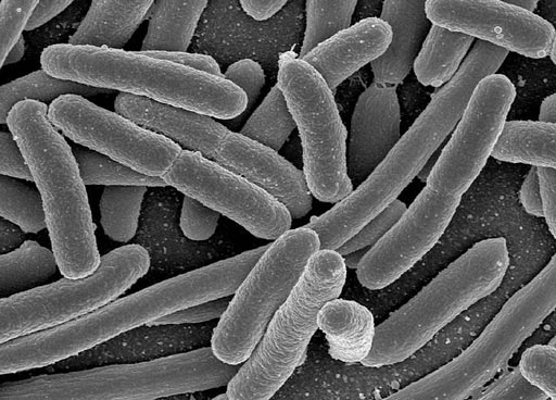 Imagen: Micrografía electrónica de barrido (SEM) de Escherichia coli cultivada, una de las muchas especies microbianas presentes en el intestino humano (Fotografía cortesía de Wikimedia).