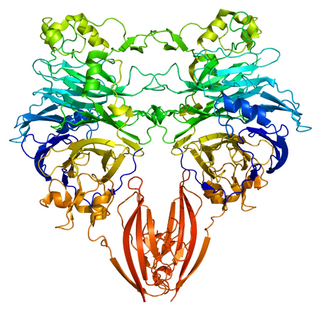 Imagen: La estructura de la proteína SEMA4D (Fotografía cortesía de Wikimedia Commons).