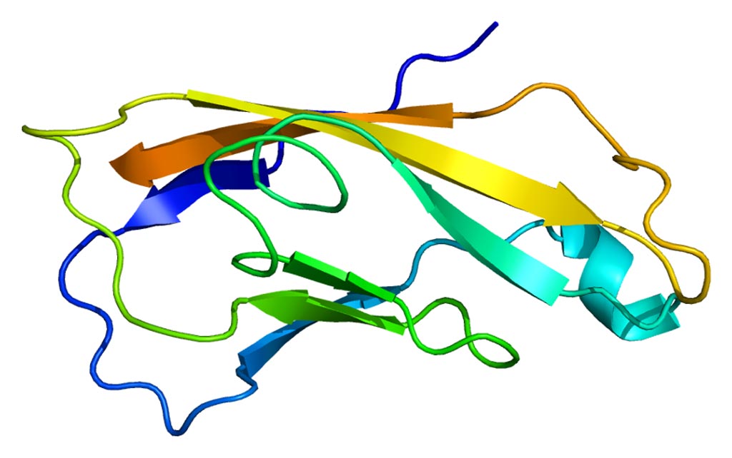 Imagen: La estructura de la proteína CDH2 (cadherina 2) (Fotografía cortesía de Wikimedia Commons).