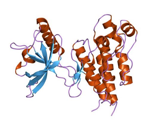 Imagen: Una representación de la estructura molecular de la proteína KDR (proteína del receptor del dominio de inserción de quinasa) (Fotografía cortesía de Wikimedia Commons).