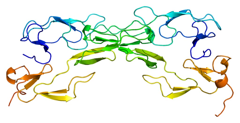 Imagen: La estructura de la proteína receptor 1 del factor de necrosis tumoral (Fotografía cortesía de Wikimedia Commons).