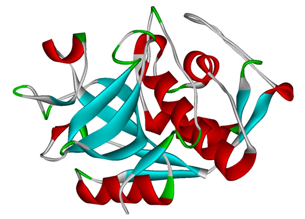 Imagen: Un diagrama en cinta de la catepsina humana K, coloreada por la estructura secundaria (Fotografía cortesía de Wikimedia Commons).