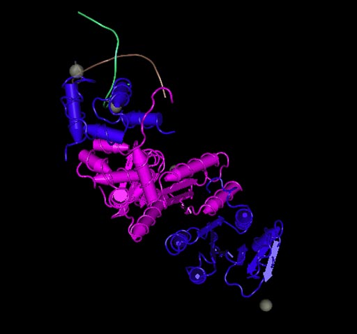 Imagen: Un modelo de cinta de una estructura en 3D del complejo FANCM-FAAP24basada en difracción de rayos X, como se muestra en la ID # 4BXO de la Base de Datos de Proteínas (PDB) (Fotografía cortesía de Coulthard R et al, 2013, PDB).