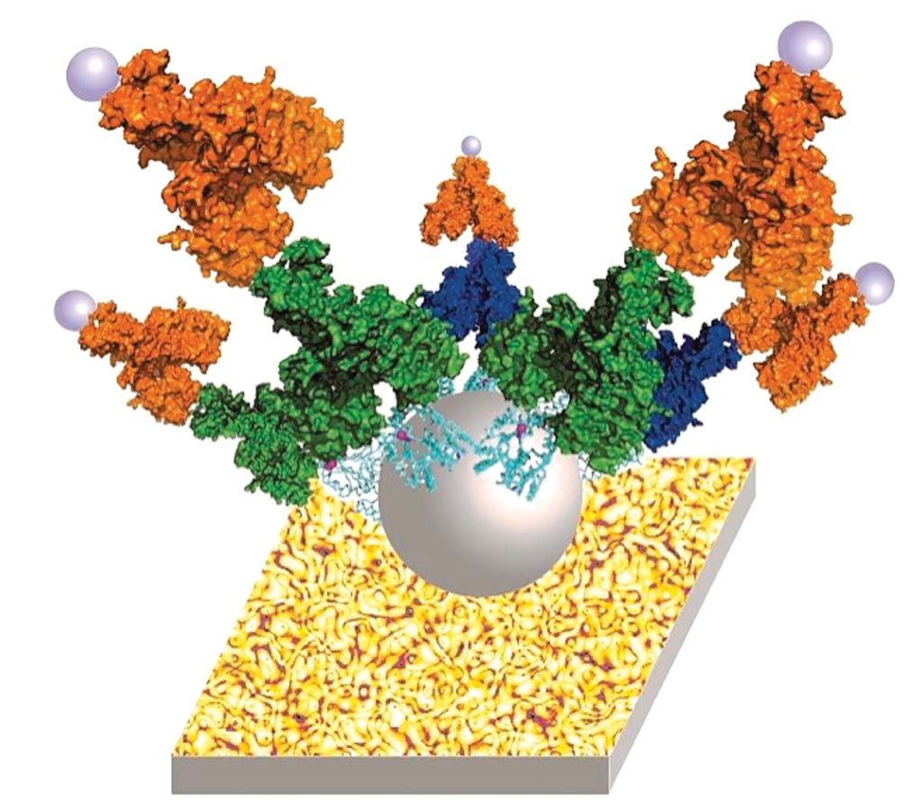 Imagen: Una ilustración de la proteína ZnT8 incluida en una membrana grasa y unida al ensayo P-Gold (Fotografía cortesía del Dr. Dax Fu).