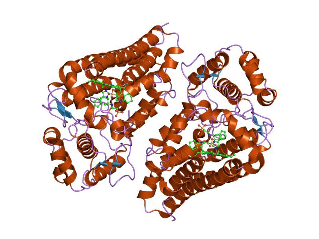 Imagen: Representación de la estructura molecular de la proteína indolamina 2,3 dioxigenasa-1 (IDO-1) (Fotografía cortesía de Wikimedia Commons).