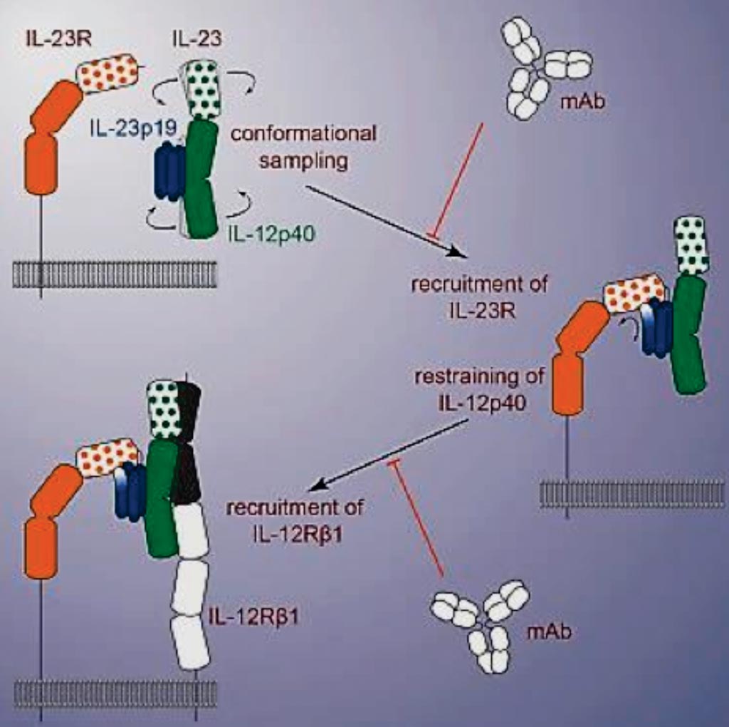 Imagen: Un diagrama de la activación estructural de la citoquina humana proinflamatoria IL-23 por el receptor afín IL-23 permite el reclutamiento del receptor compartido IL-12Rβ1 (Fotografía cortesía de la Universidad de Gante).