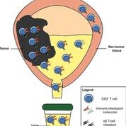 Imagen: Un diagrama de linfocitos derivados de la orina como una medida no invasiva del microambiente inmune del tumor de vejiga (Fotografía cortesía del Colegio Universitario de Londres).