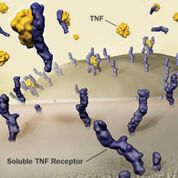 Imagen: Los niveles más altos del biomarcador inflamatorio, receptor soluble del factor de necrosis tumoral-1 (sTNFR-1) están asociados con la disminución renal en adultos sanos (Fotografía cortesía de Enbrel).