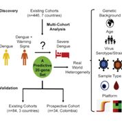 Imagen: Un diagrama del estudio del Conjunto de 20 Genes Predictivos de Progresión a Dengue Severo (Fotografía cortesía de la Facultad de Medicina de la Universidad de Stanford).