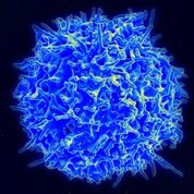Imagen: Una microfotografía electrónica de barrido (SEM) de una célula T humana del sistema inmunológico de un donante sano (Fotografía cortesía de [U.S.] NIAID).