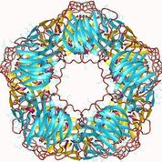 Imagen: Un modelo de proteína C reactiva humana (PCR) (Fotografía cortesía de Wikimedia Commons).