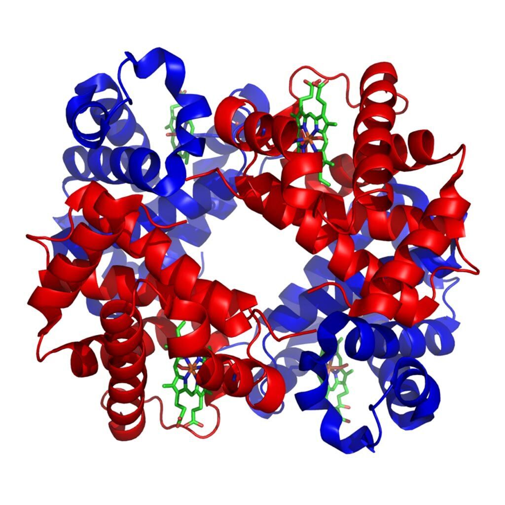 Imagen: La estructura de la hemoglobina humana con las subunidades alfa y beta en rojo y azul, respectivamente, y los grupos hemo que contienen hierro en verde (Fotografía cortesía de Wikimedia Commons).
