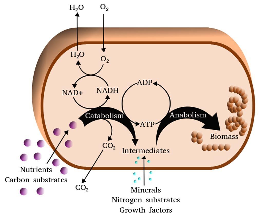 Imagen: Una vista simplificada del metabolismo celular (Fotografía cortesía de Wikimedia Commons).