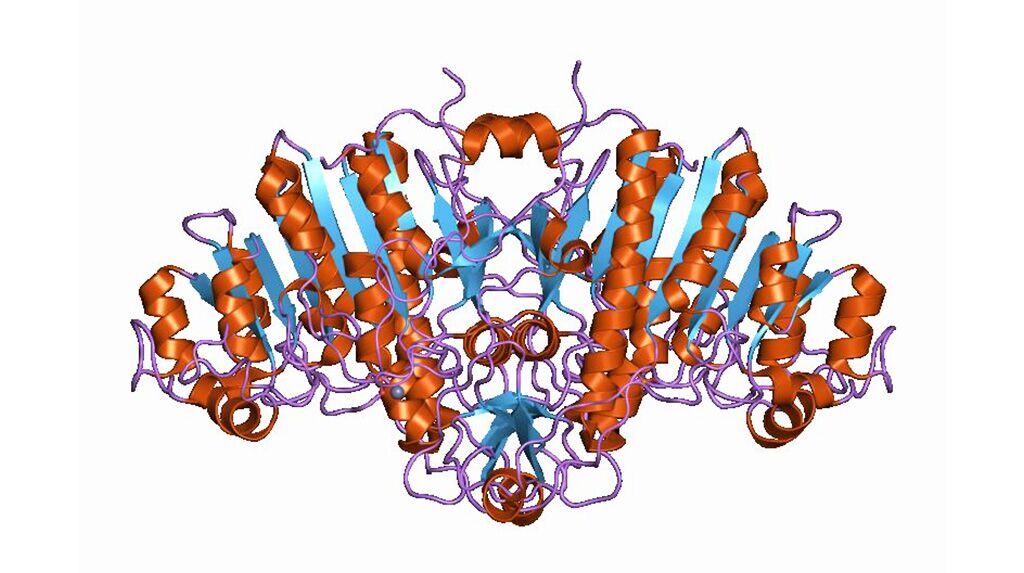 Imagen: Representación con dibujos animados de la estructura molecular de la proteína, fosfatasa alcalina (Fotografía cortesía de Wikimedia Commons)