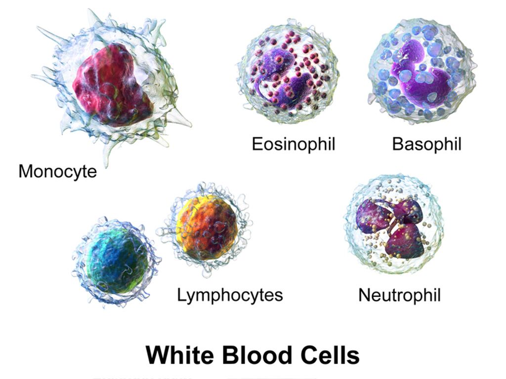 Imagen: Representación tridimensional de varios tipos de glóbulos blancos (Fotografía cortesía de Wikimedia Commons).