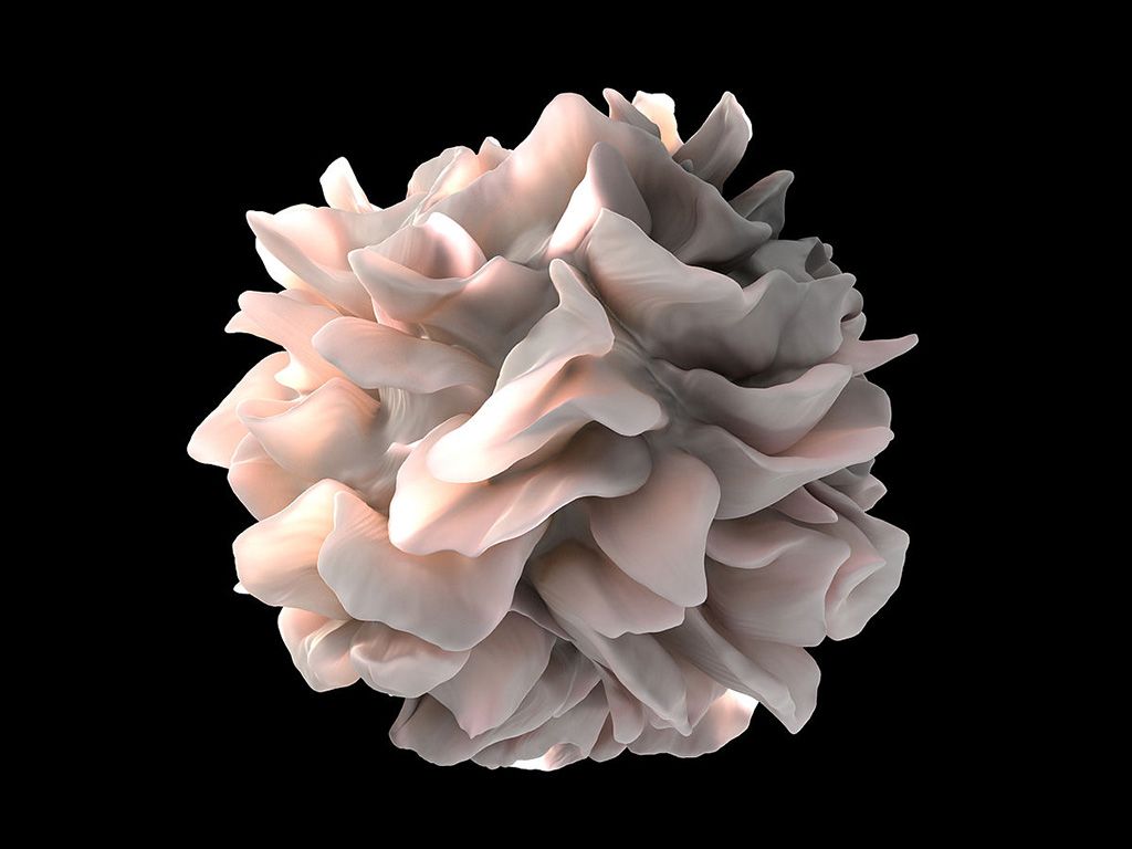 Imagen: Representación artística de la superficie de una célula dendrítica humana que ilustra procesos en forma de láminas que se pliegan sobre la superficie de la membrana (Fotografía cortesía de Wikimedia Commons)
