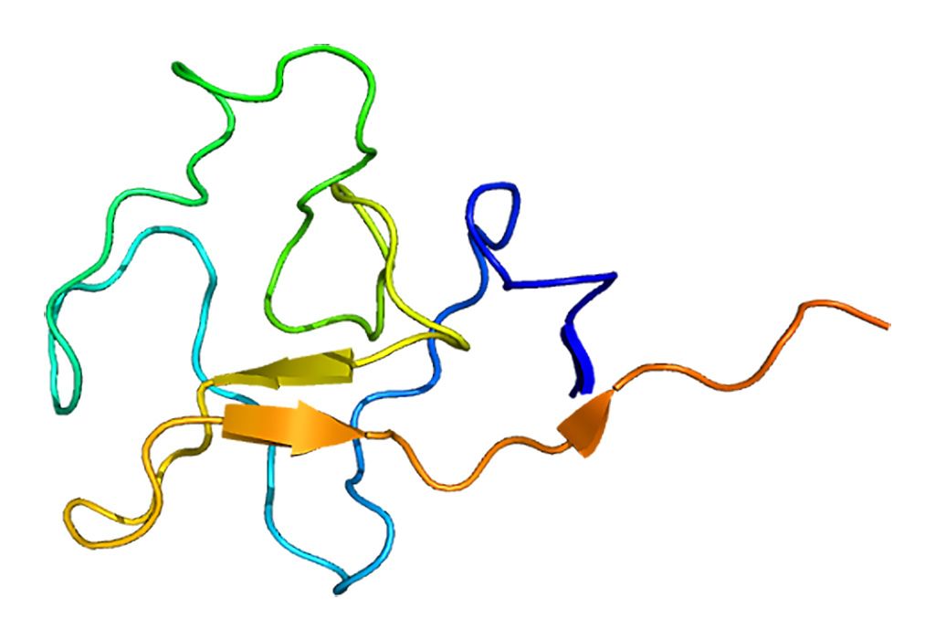 Imagen: Representación de la estructura de la apolipoproteína(a), un componente proteico único de la lipoproteína(a) (Fotografía cortesía de Wikimedia Commons)