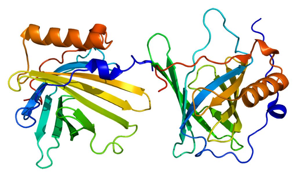 Imagen: Estructura de la proteína lipocalina 2 (LCN2) (Fotografía cortesía de Wikimedia Commons)