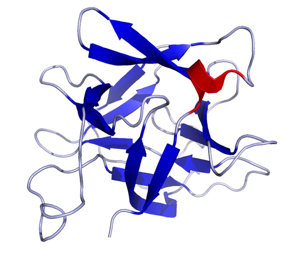 Imagen: Estructura de la solución de la proteína IL-18 (interleuquina 18) (Fotografía cortesía de Wikimedia Commons)