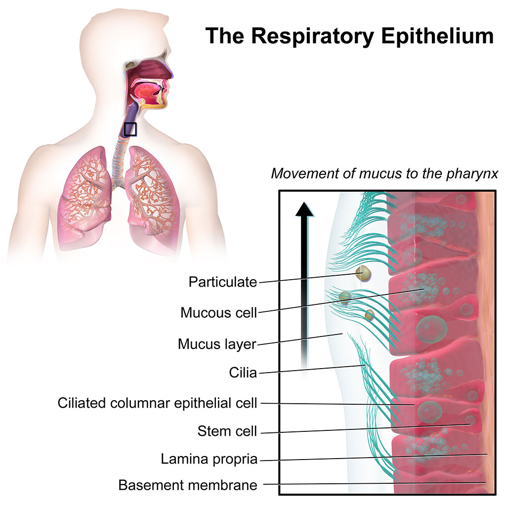 Imagen: El epitelio respiratorio (Fotografía cortesía de Wikimedia Commons)