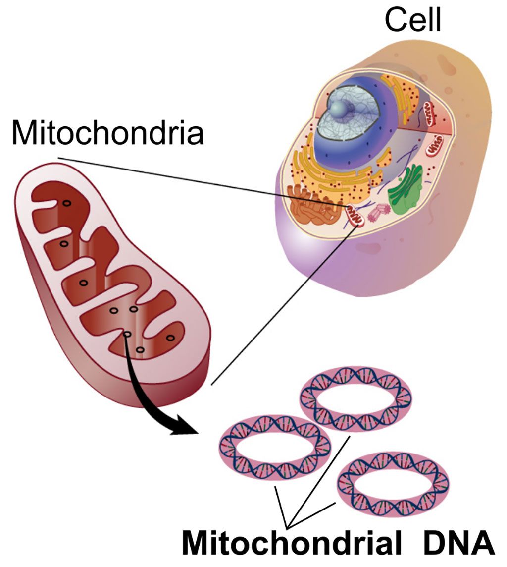 Imagen: El ADN mitocondrial comprende el pequeño cromosoma circular que se encuentra dentro de las mitocondrias. Las mitocondrias, y por lo tanto el ADN mitocondrial, se transmiten de la madre a la descendencia (Fotografía cortesía de Wikimedia Commons)