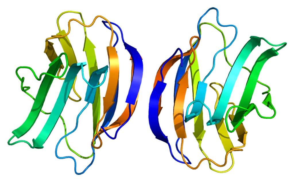 Imagen: Modelo molecular de la proteína galectina-1 (Fotografía cortesía de Wikimedia Commons)