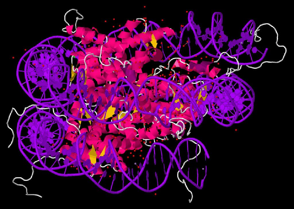 Imagen: La estructura cristalina de la partícula del núcleo del nucleosoma (Fotografía cortesía de Wikimedia Commons)