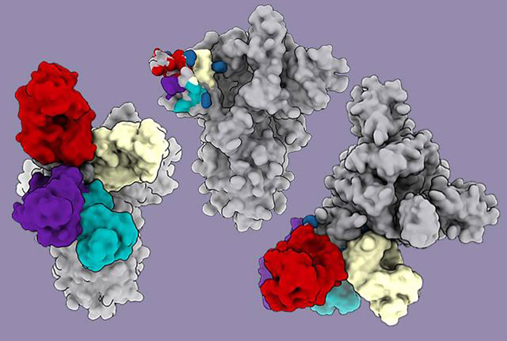 Imagen: Anticuerpos potentes (mostrados en rojo, púrpura, turquesa y blanco) se adhieren a una región llamada el dominio N-terminal en el coronavirus pandémico (Fotografía cortesía de Vir Biotechnolog & Veesler Lab)