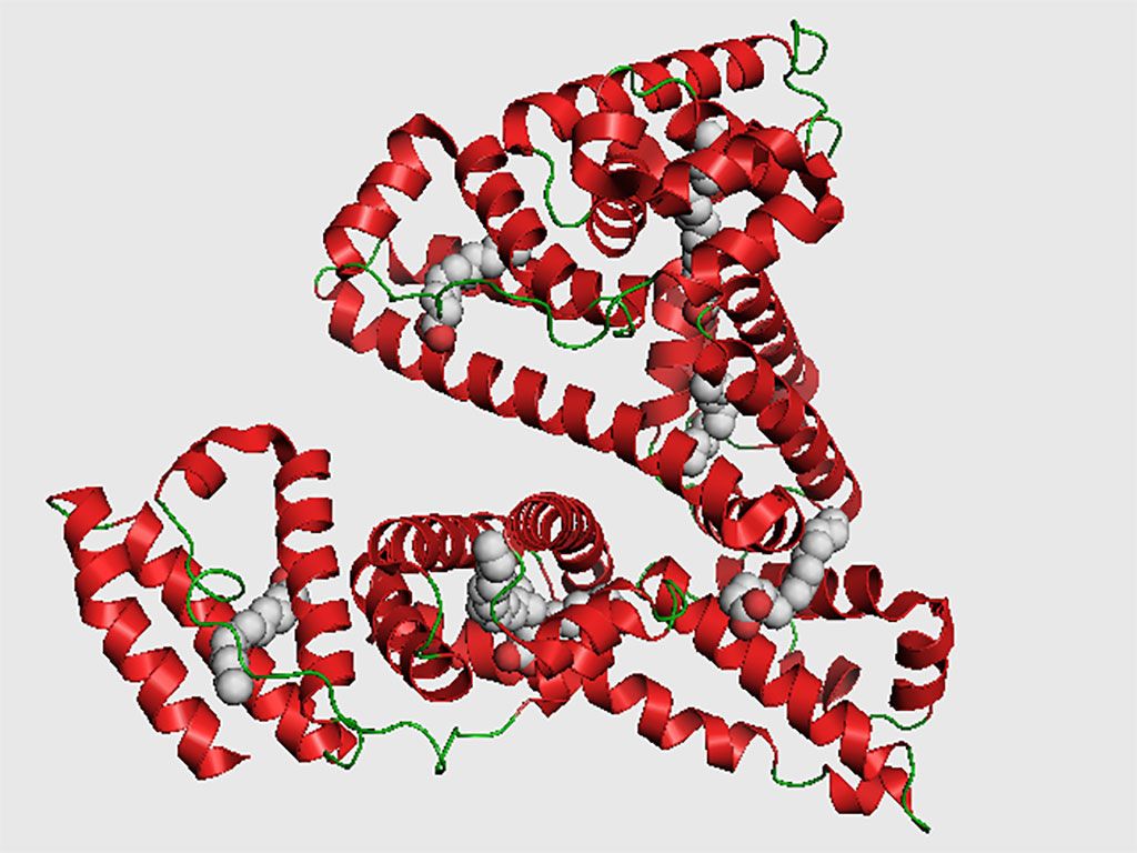 Imagen: La estructura de la albúmina de suero humano (HSA) haciendo un complejo con seis moléculas de ácido palmítico (Fotografía cortesía de Wikimedia Commons)