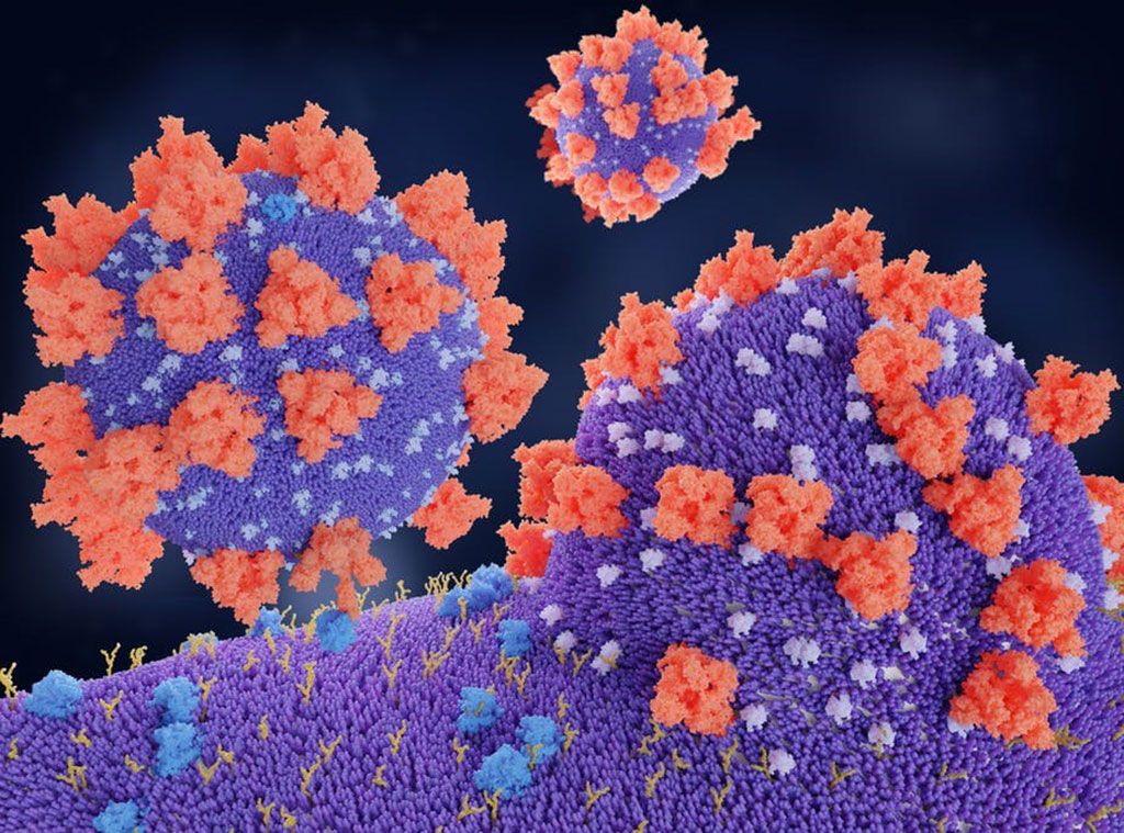 Imagen: Un modelo molecular de las proteínas spike (rojo) del SARS-CoV-2 que se une a la enzima convertidora de angiotensina 2 (ACE2), el receptor (azul) que es su ruta de entrada a la célula diana (Fotografía cortesía de Juan Gaertner/ Science Photo Library)