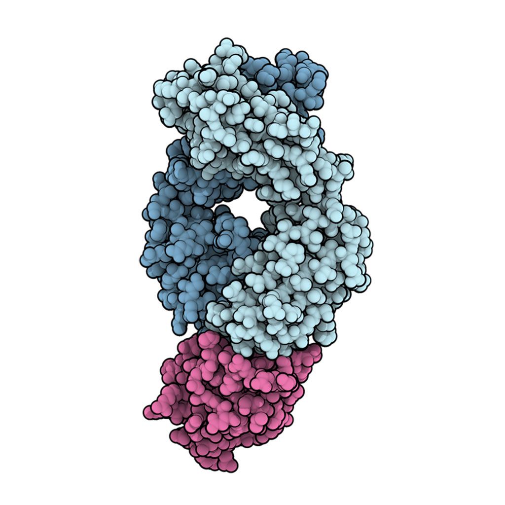 Imagen: Modelo de relleno de espacio del fragmento de unión al antígeno del atezolizumab (azul pálido) en complejo con PD-L1 (rosa) (Fotografía cortesía de Wikimedia Commons)